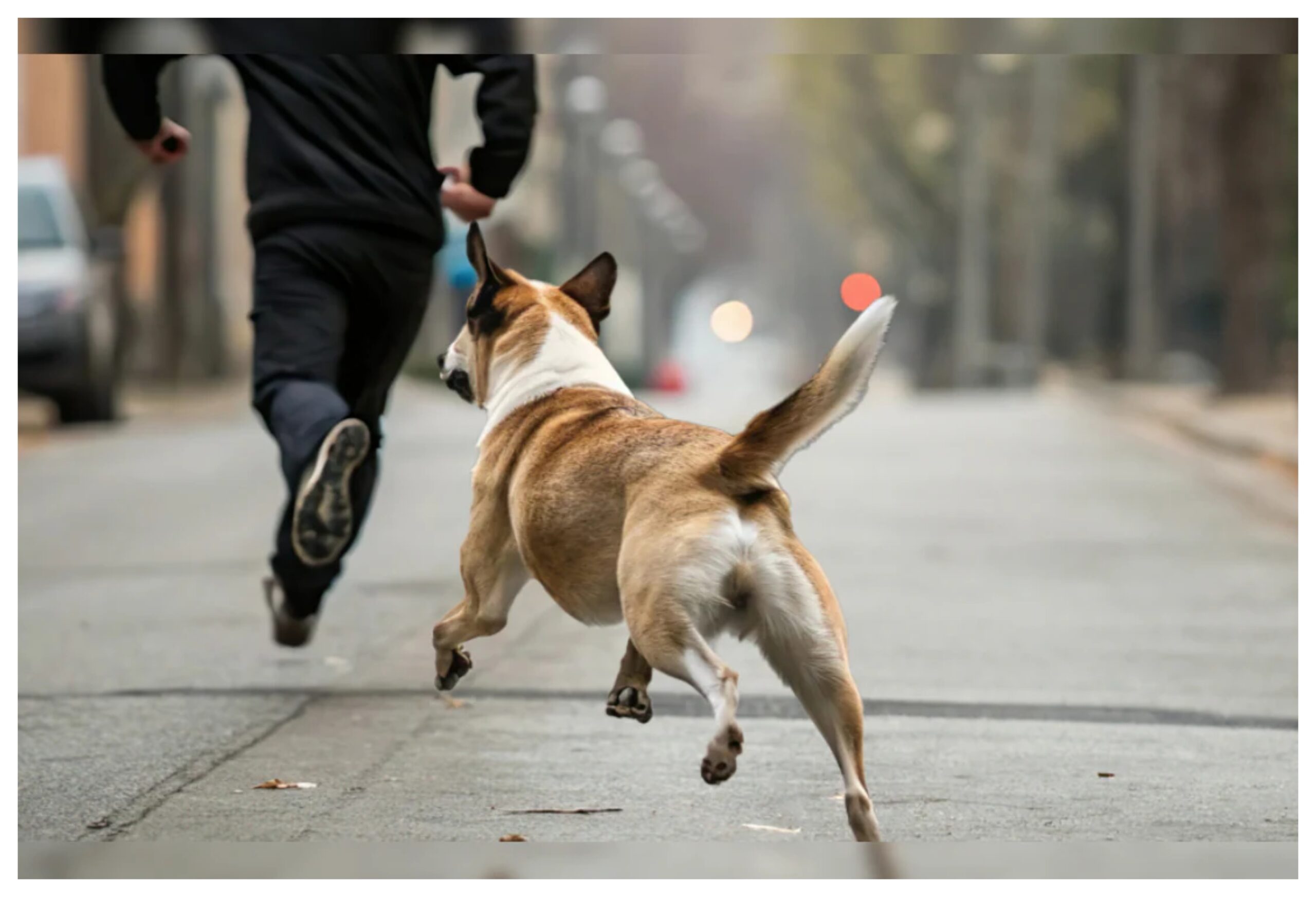 Delhi News: Delhi government's action on stray dogs! SC's order will be implemented in a phased manner