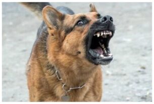 Punjab: Dog seen carrying child's head in Patiala hospital, investigation ordered