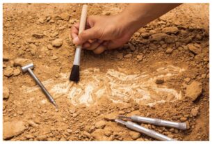 Rajasthan: Suspicious 'fossil'-like remains found during excavation of a pond in Jaisalmer, GSI orders investigation