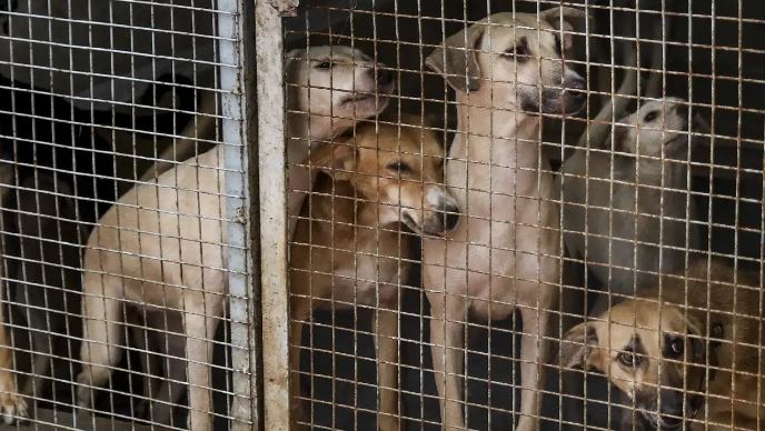 Stray Dogs: