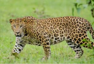 Leopard Attack: