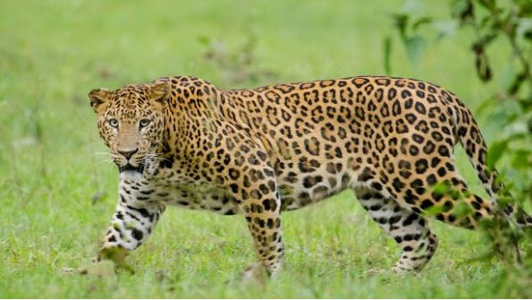 Leopard Attack: