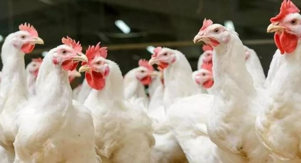 Bird Flu: