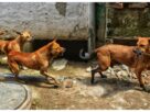 Uttar Pradesh: 'Micro chipping campaign' started in Ghaziabad for identification and care of stray dogs