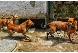 Uttar Pradesh: 'Micro chipping campaign' started in Ghaziabad for identification and care of stray dogs