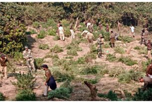 Tripura: Tripura police destroyed around 4 lakh cannabis plants.