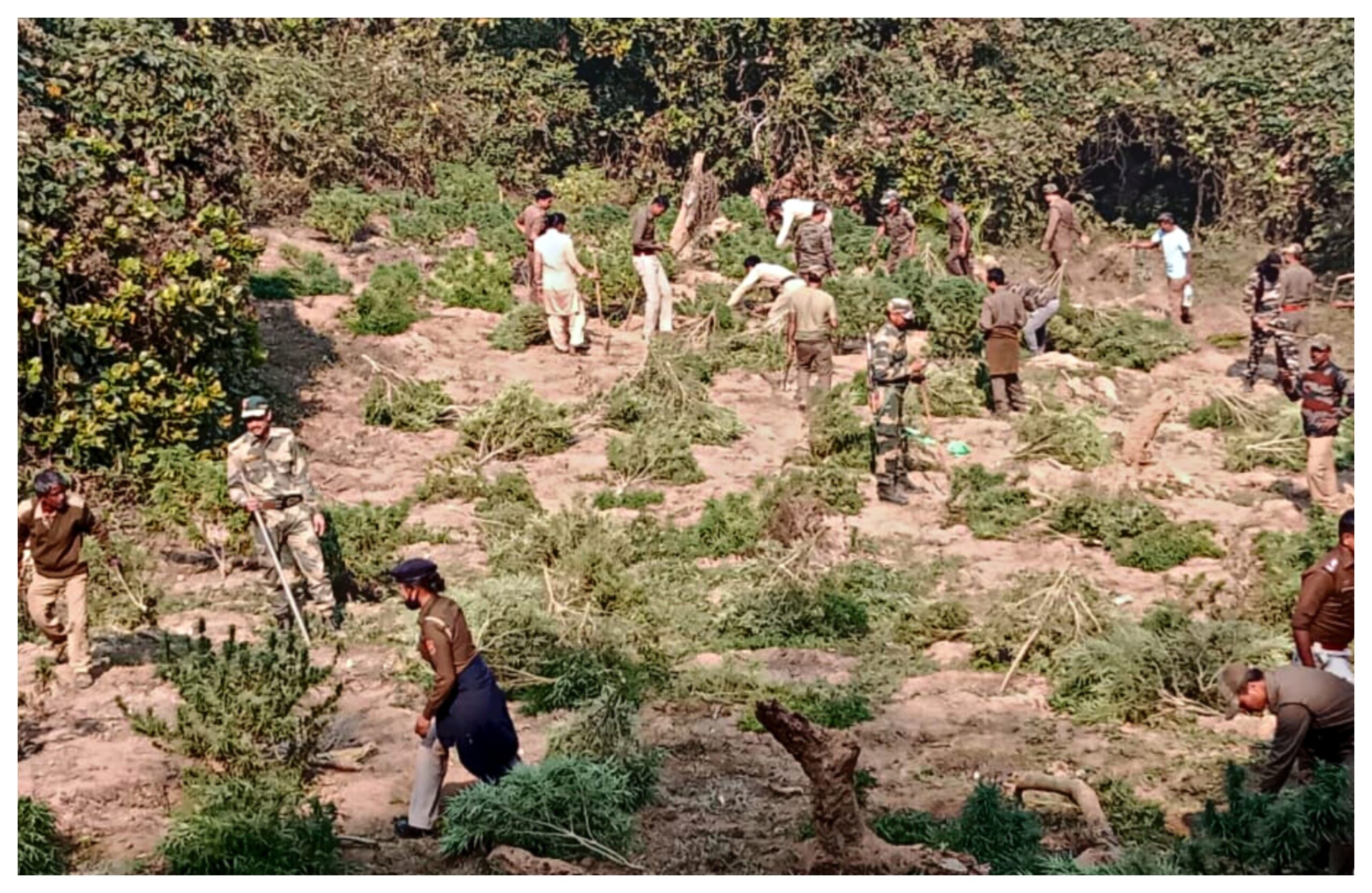 Tripura: Tripura police destroyed around 4 lakh cannabis plants.