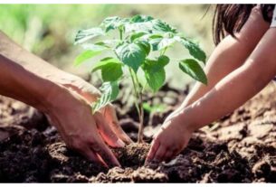 ‘A Tree for Mother’: Union Minister Bhupendra Yadav announces massive tree planting under the ‘One Tree for Mother’ campaign
