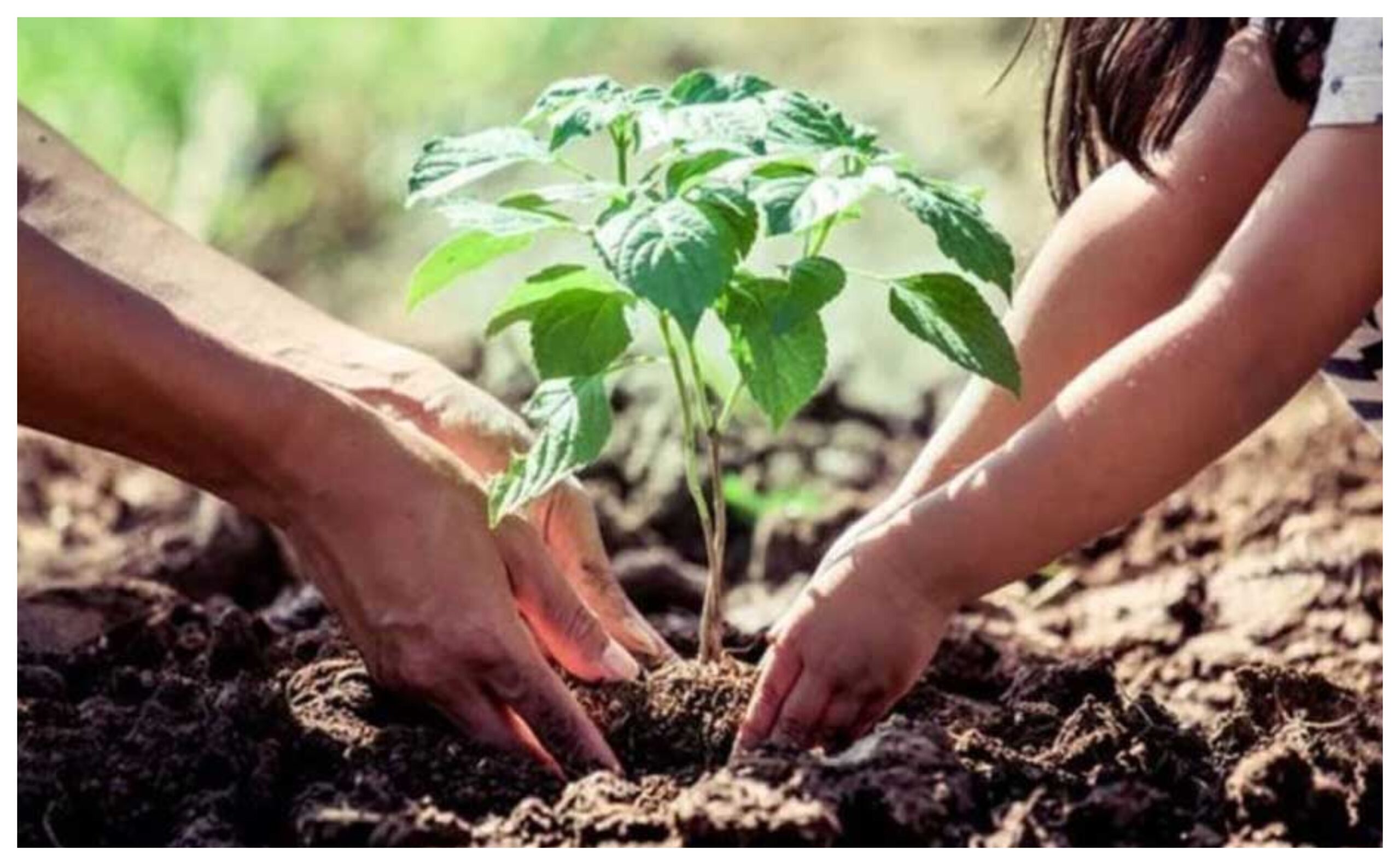 ‘A Tree for Mother’: Union Minister Bhupendra Yadav announces massive tree planting under the ‘One Tree for Mother’ campaign