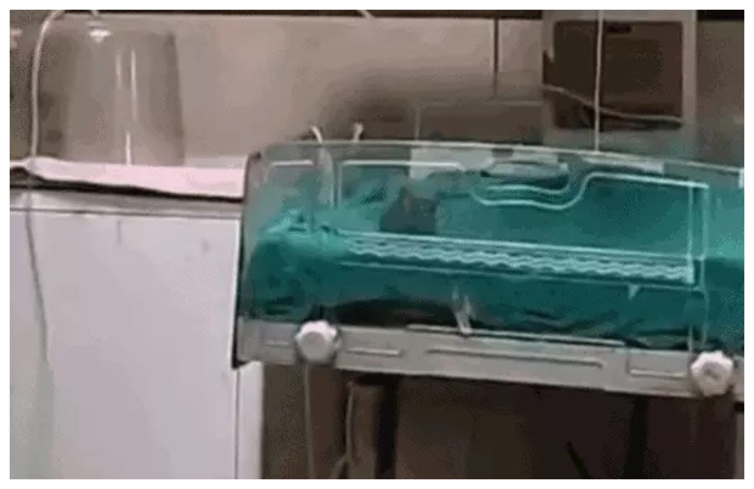 Madhya Pradesh: Rat bite, negligence in treatment! HC strict on Indore rat case, seeks response from government