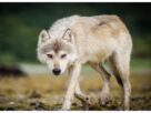 Uttar Pradesh: Cases of wolf attacks increased again in Bahraich, people are monitoring the area at night
