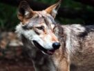 Wolf Attack, Bahraich wolf attack, wolf attack in up, man-eater wolf news, bahraich child wolf attack, wolf snatches child bahraich, wolf terror up, bahraich wildlife news, wolf attack india, up wolf incident, bahraich latest news, Bahraich News in Hindi, Latest Bahraich News in Hindi, Bahraich Hindi Samachar