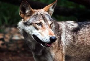 Wolf Attack, Bahraich wolf attack, wolf attack in up, man-eater wolf news, bahraich child wolf attack, wolf snatches child bahraich, wolf terror up, bahraich wildlife news, wolf attack india, up wolf incident, bahraich latest news, Bahraich News in Hindi, Latest Bahraich News in Hindi, Bahraich Hindi Samachar