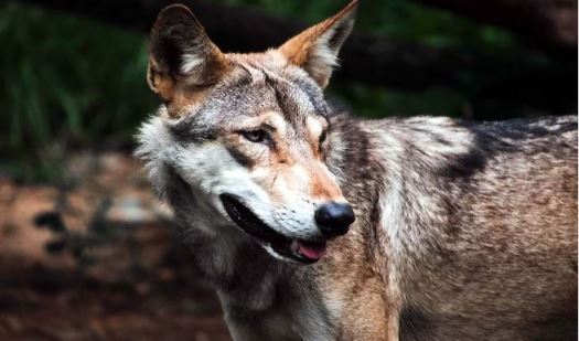 Wolf Attack, Bahraich wolf attack, wolf attack in up, man-eater wolf news, bahraich child wolf attack, wolf snatches child bahraich, wolf terror up, bahraich wildlife news, wolf attack india, up wolf incident, bahraich latest news, Bahraich News in Hindi, Latest Bahraich News in Hindi, Bahraich Hindi Samachar