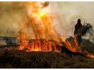 Haryana: 95% reduction in active fire incidents related to stubble burning in Haryana