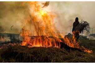 Haryana: 95% reduction in active fire incidents related to stubble burning in Haryana