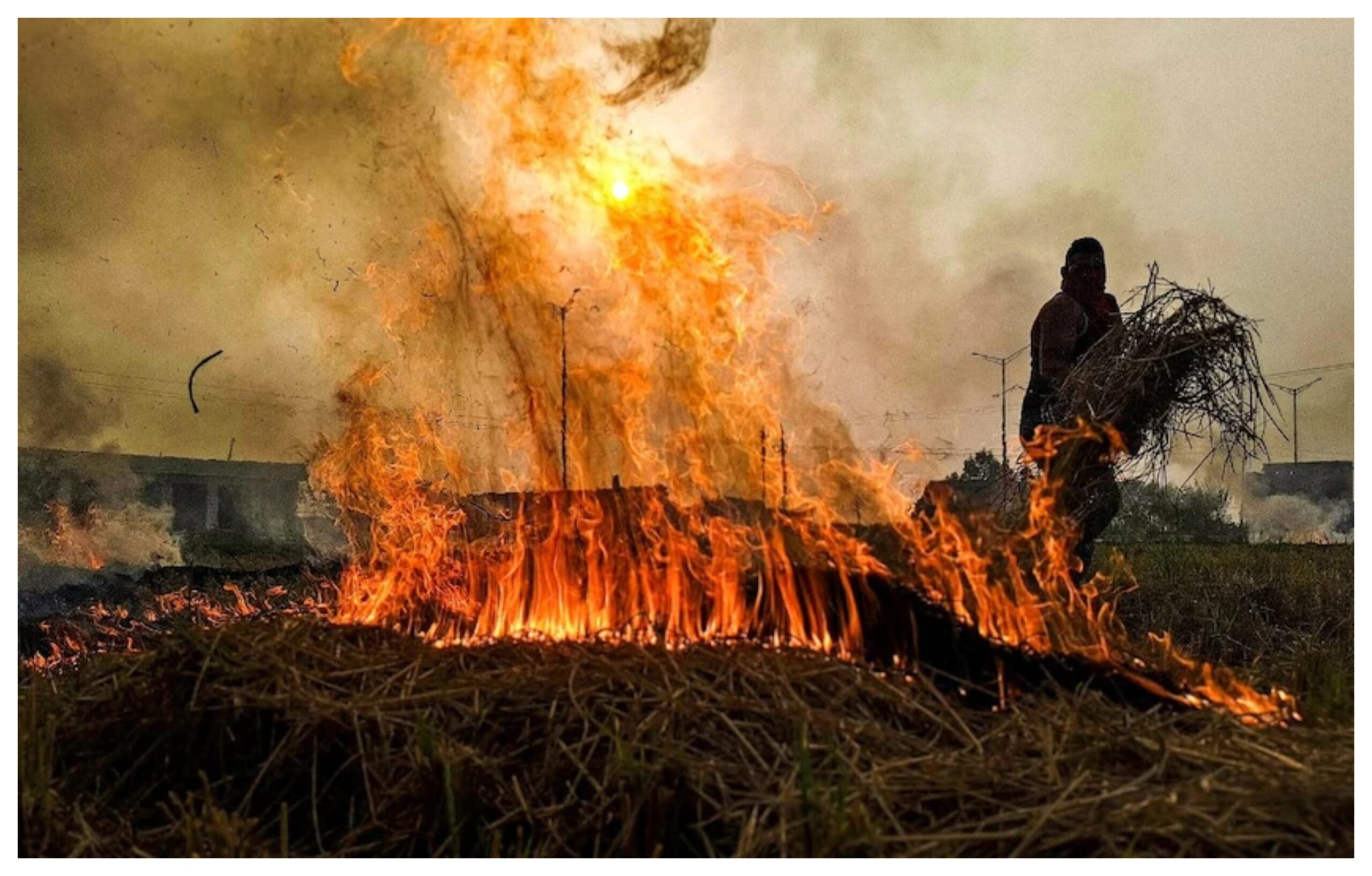 Haryana: 95% reduction in active fire incidents related to stubble burning in Haryana