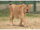 Gujarat: Forest department files FIR in connection with lioness's 'suspicious death', probe begins