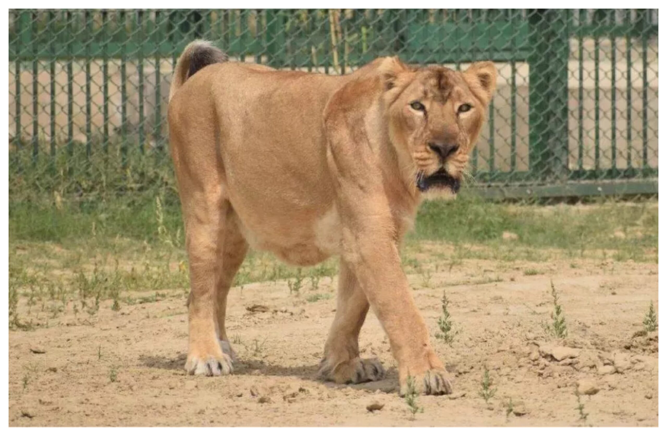 Gujarat: Forest department files FIR in connection with lioness's 'suspicious death', probe begins