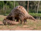 Gujarat: Pangolin smuggling busted in Rajkot, two accused arrested with animal worth Rs 22 crore