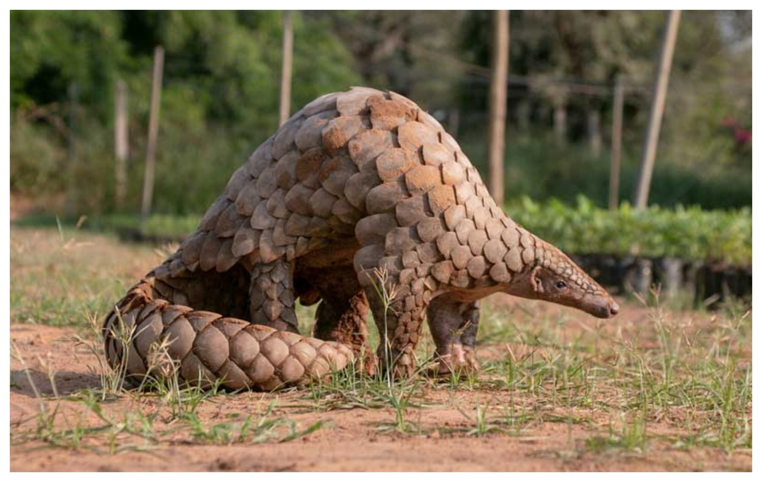 Gujarat: Pangolin smuggling busted in Rajkot, two accused arrested with animal worth Rs 22 crore