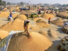 Chhattisgarh Paddy Festival