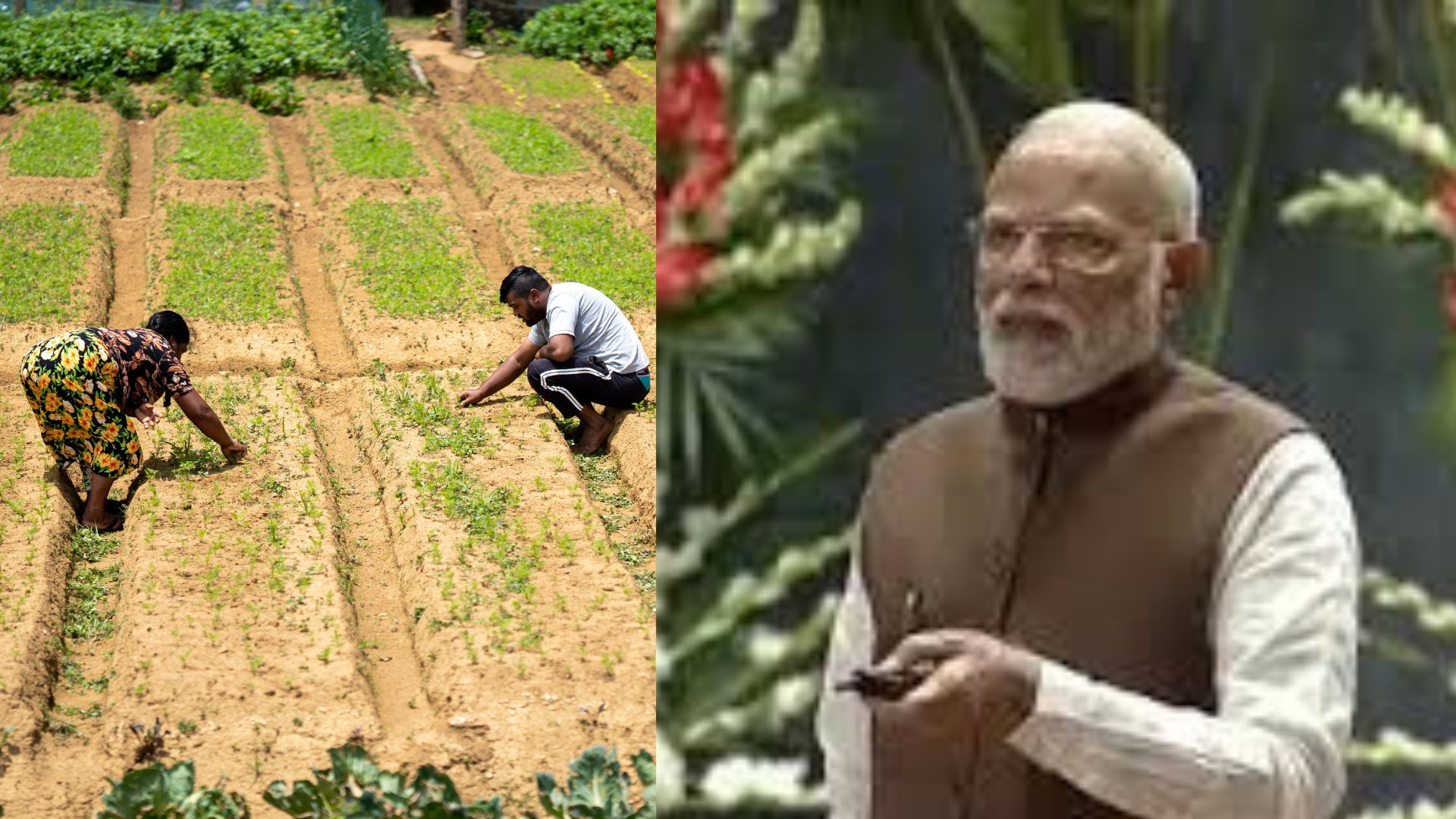 Dhan Dhanya Scheme