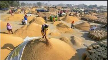 Paddy Rate, UP paddy procurement, Minimum Support Price for paddy, Farmers registration for paddy sale, Yogi government agricultural policies, Eastern Uttar Pradesh paddy procurement dates, UP KISAN MITRA app, Paddy procurement centers in UP, Minimum Support Price increase Uttar Pradesh, Lucknow News, Lucknow Latest News, Lucknow News in Hindi, Lucknow Samachar"