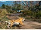 Uttarakhand: Foreign tourists flock to Jim Corbett's Dhikala zone, bookings full until January 2026