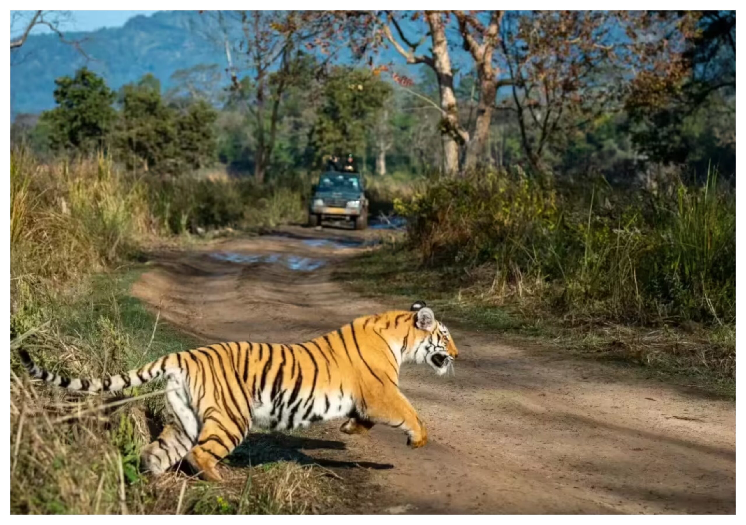 Uttarakhand: Foreign tourists flock to Jim Corbett's Dhikala zone, bookings full until January 2026