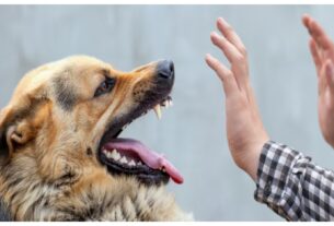 Madhya Pradesh: Stray dogs wreak havoc in Damoh, 40 people injured in two days