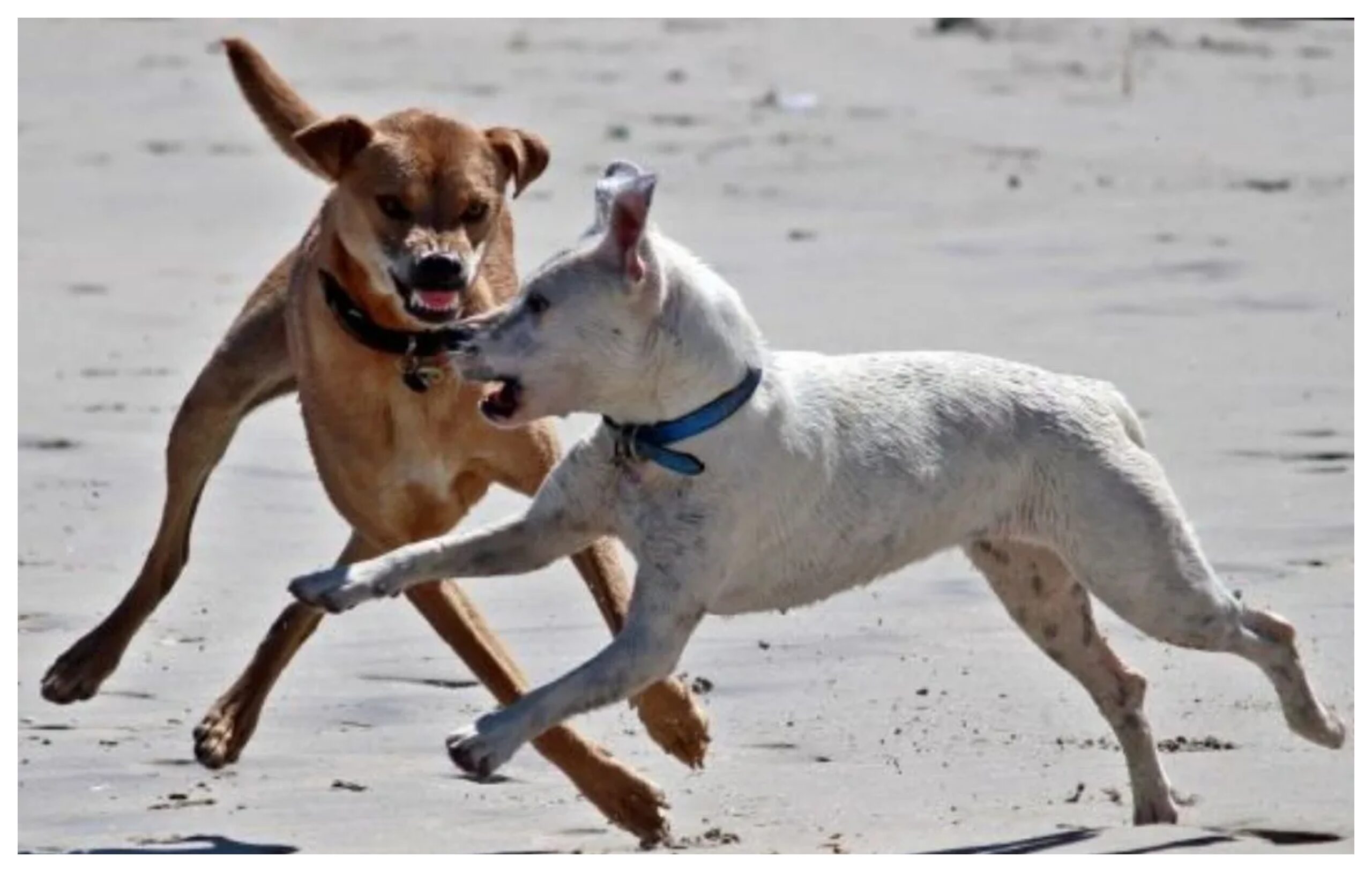 Maharashtra: Two-year-old girl injured in Thane stray dog ​​attack