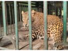 Madhya Pradesh: Forest department rescues female leopard trapped in Indore, will be released into the wild soon