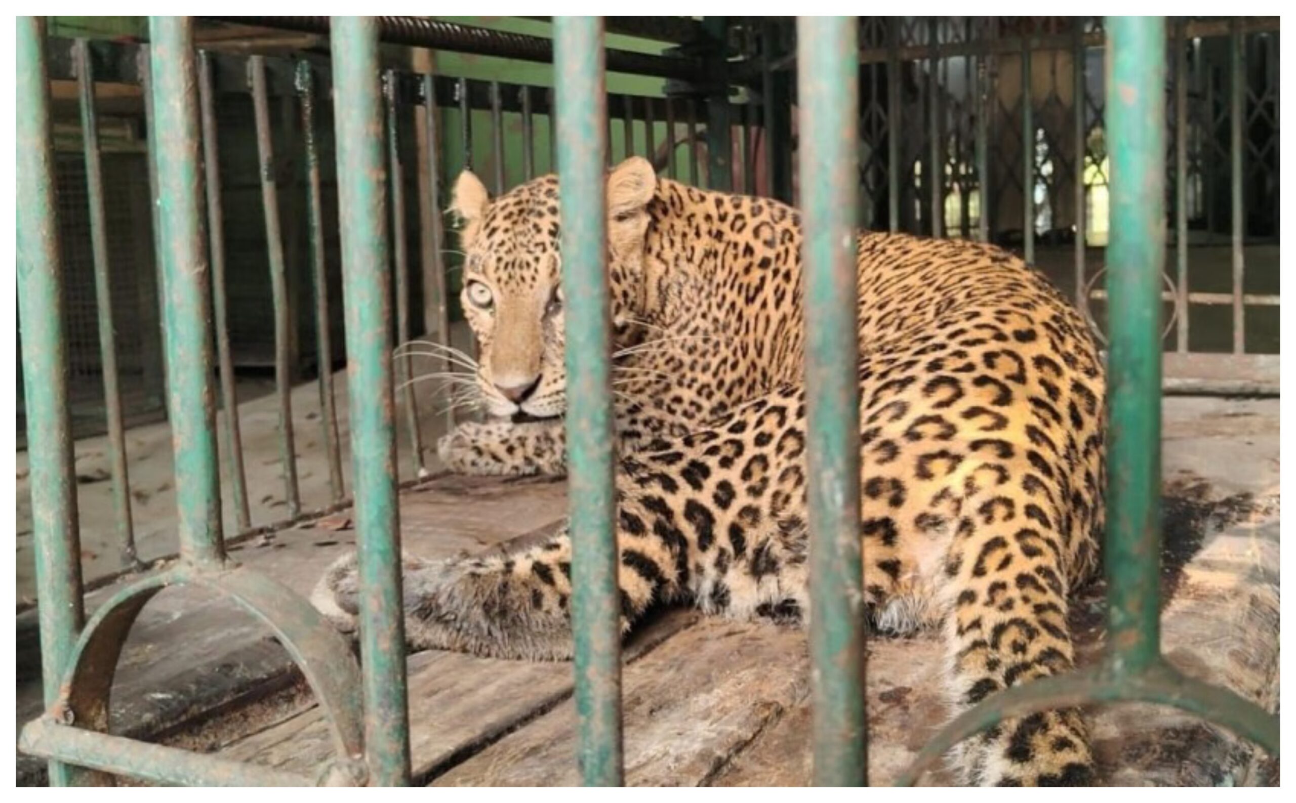 Madhya Pradesh: Forest department rescues female leopard trapped in Indore, will be released into the wild soon