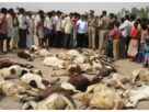 Telangana: Several sheep suddenly die in Nalkanda, shepherds suspect poisonous fodder