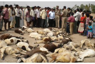 Telangana: Several sheep suddenly die in Nalkanda, shepherds suspect poisonous fodder