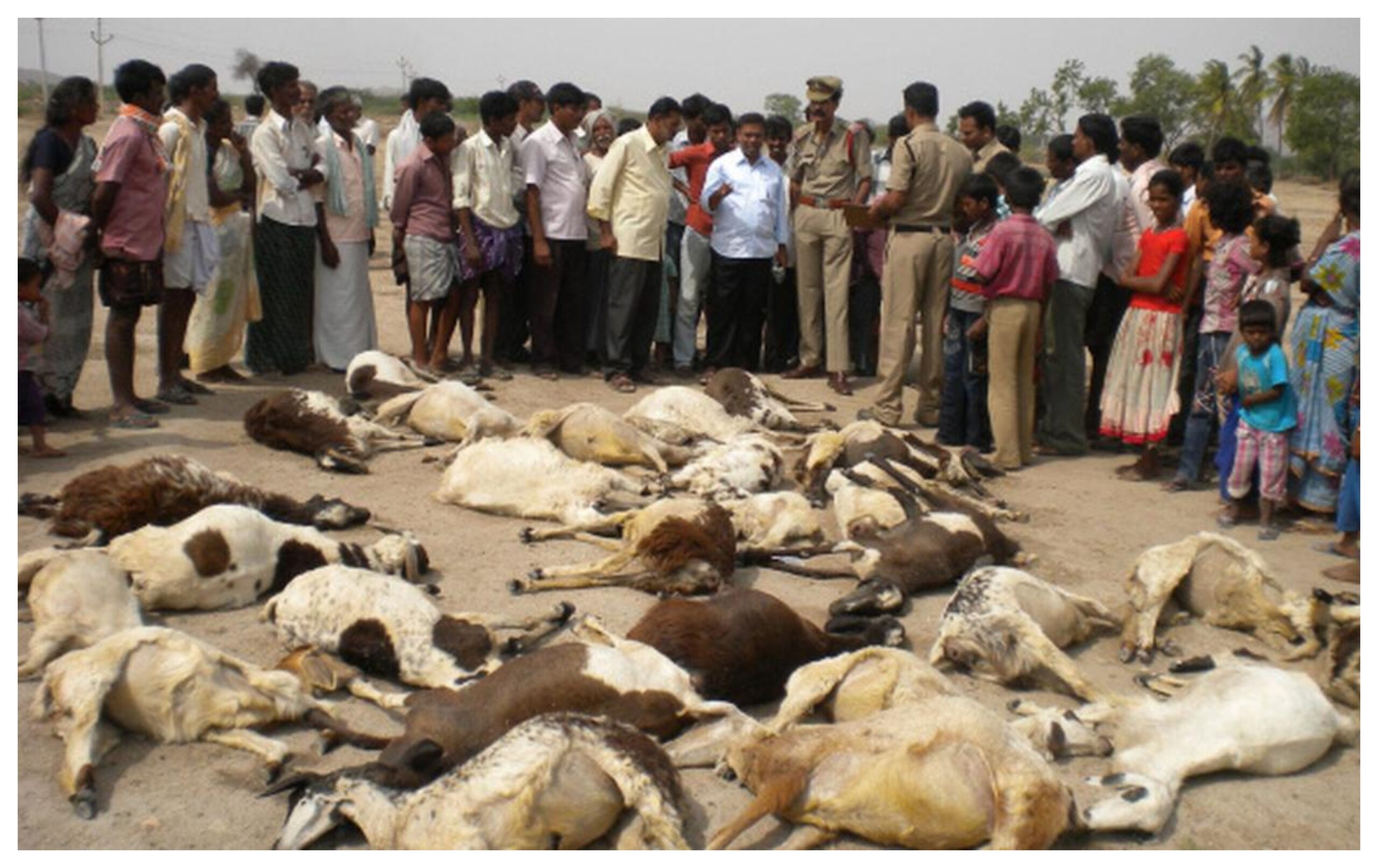 Telangana: Several sheep suddenly die in Nalkanda, shepherds suspect poisonous fodder