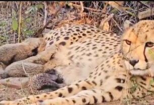 Kuno National Park, Sheopur news,Kuno National park,Cheetah Mukhi,birth to five cubs,First Indian soul born Cheeta,MP CM share good news,Dr. Mohan yadav,Cheetah Project,historic moment,MP News,MP Samachar,MP Ki Khabrein,Latest MP News,Madhya Pradesh News in Hindi,News,MP news in hindi,MP ki khabar,