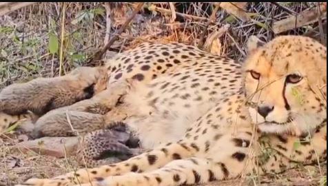 Kuno National Park, Sheopur news,Kuno National park,Cheetah Mukhi,birth to five cubs,First Indian soul born Cheeta,MP CM share good news,Dr. Mohan yadav,Cheetah Project,historic moment,MP News,MP Samachar,MP Ki Khabrein,Latest MP News,Madhya Pradesh News in Hindi,News,MP news in hindi,MP ki khabar,
