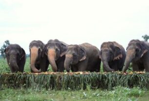 Rajaji Tiger Reserve, chilla zon, elephant, elephant story, city special, lci, Dehradun News in Hindi, Latest Dehradun News in Hindi, Dehradun Hindi Samachar,