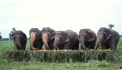 Rajaji Tiger Reserve, chilla zon, elephant, elephant story, city special, lci, Dehradun News in Hindi, Latest Dehradun News in Hindi, Dehradun Hindi Samachar,