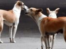 Karnataka Stray Dog Attack, Karnataka Stray Dog Attack, Karnataka stray dog attack,Elderly man killed by stray dogs in Bengaluru,Stray dog menace India,Bengaluru stray dog issue