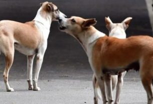 Karnataka Stray Dog Attack, Karnataka Stray Dog Attack, Karnataka stray dog attack,Elderly man killed by stray dogs in Bengaluru,Stray dog menace India,Bengaluru stray dog issue