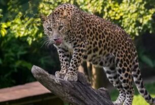 Jaipur, Jaipur News,Jaipur Leopard News,Jaipur Leopard Sighting,Shastri Nagar Wildlife Alert,Jaipur Leopard,Rajasthan Forest Department,jaipur,vijay khandelwal,vidyadhar nagar,smriti van,shastri nagar,malviya nagar,jaisinghpura,house,cctv,rajasthan university,civil lines,jaipur news a,swarn jayanti park,nahargarh,kalyan,jhalana,jagatpura, जयपुर News,