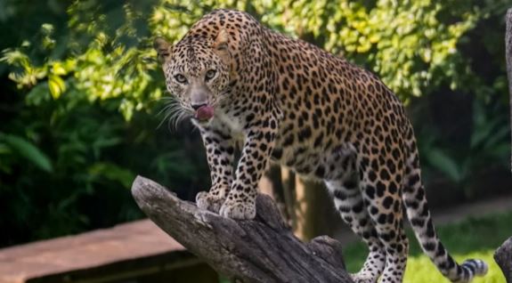 Jaipur, Jaipur News,Jaipur Leopard News,Jaipur Leopard Sighting,Shastri Nagar Wildlife Alert,Jaipur Leopard,Rajasthan Forest Department,jaipur,vijay khandelwal,vidyadhar nagar,smriti van,shastri nagar,malviya nagar,jaisinghpura,house,cctv,rajasthan university,civil lines,jaipur news a,swarn jayanti park,nahargarh,kalyan,jhalana,jagatpura, जयपुर News,