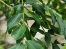 Curry Leaves Health Benefits, #CurryLeavesBenefits, #करीपत्ता, #HealthTips, #NaturalRemedy, #Ayurveda, #HealthyLifestyle, #HomeRemedies, #HerbalCure, #WeightLossTips, #HairCare, #SkinCare, #DiabetesControl, #DetoxNaturally, #HeartHealth, #MorningRoutine, #EmptyStomachBenefits, #IndianHerbs, #NaturalBeauty, #HealthyHabits, #FitnessMotivation,