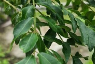 Curry Leaves Health Benefits, #CurryLeavesBenefits, #करीपत्ता, #HealthTips, #NaturalRemedy, #Ayurveda, #HealthyLifestyle, #HomeRemedies, #HerbalCure, #WeightLossTips, #HairCare, #SkinCare, #DiabetesControl, #DetoxNaturally, #HeartHealth, #MorningRoutine, #EmptyStomachBenefits, #IndianHerbs, #NaturalBeauty, #HealthyHabits, #FitnessMotivation,