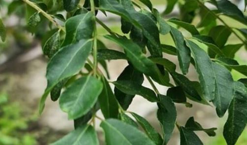 Curry Leaves Health Benefits, #CurryLeavesBenefits, #करीपत्ता, #HealthTips, #NaturalRemedy, #Ayurveda, #HealthyLifestyle, #HomeRemedies, #HerbalCure, #WeightLossTips, #HairCare, #SkinCare, #DiabetesControl, #DetoxNaturally, #HeartHealth, #MorningRoutine, #EmptyStomachBenefits, #IndianHerbs, #NaturalBeauty, #HealthyHabits, #FitnessMotivation,