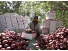 Himachal Pradesh: Major decision to save apple orchards! SC overturns Himachal High Court's order to remove orchards