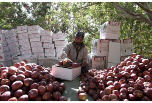 Himachal Pradesh: Major decision to save apple orchards! SC overturns Himachal High Court's order to remove orchards